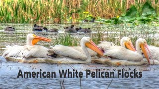 White Pelicans MiniDocumentary