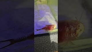 Happy Triops 😍 🦐 #triops #aquarium #seamonkeys #triopsgalaxy #TriopsGalaxy