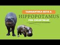 Tanganyika wildlife park gets a hippopotamus for christmas