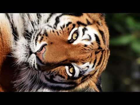 🐯 Efeito sonoro