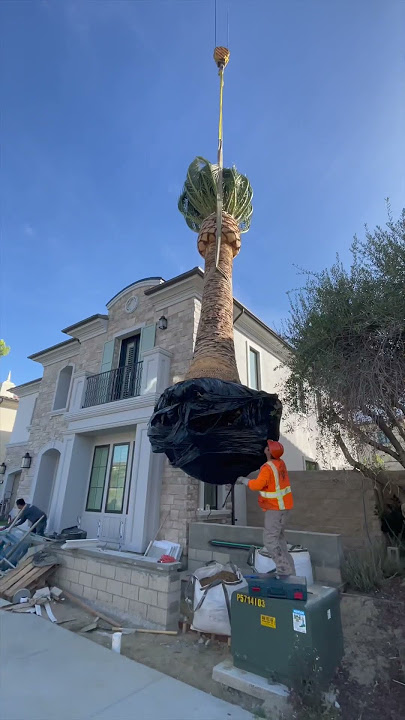 Do you know how palm trees are planted? 🌴 #palmtree #luxuryhome #backyard #landscapedesign #home