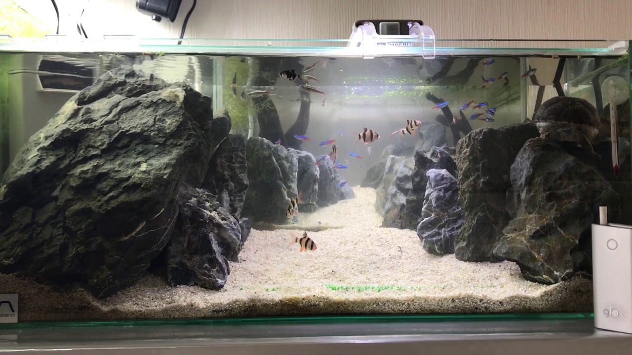 岩組レイアウト 亀と魚たちの混泳 Youtube
