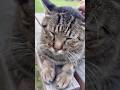 満面の笑みで撫でて貰うかわいい山の隠れキャラレアキジ猫ちゃん #Shorts