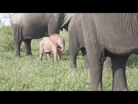 Pink Baby Elephant Spotted In Wild