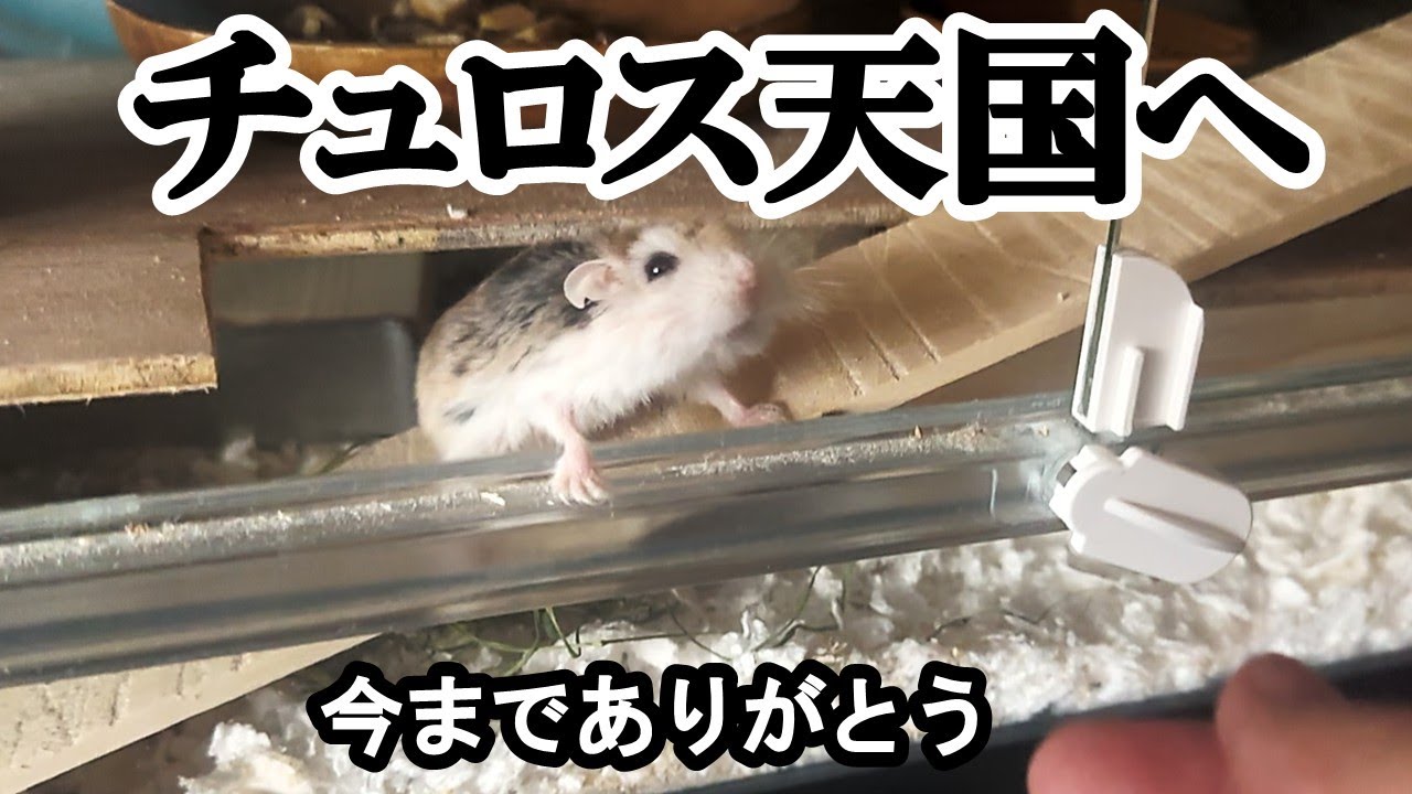 悲しいお知らせ】我が家のロボロフスキーハムスター三姉妹の中で、2匹