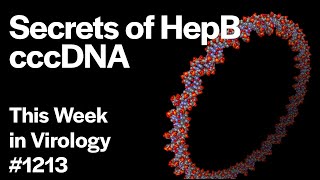 TWiV 1213: Secrets of HepB cccDNA @MicrobeTV