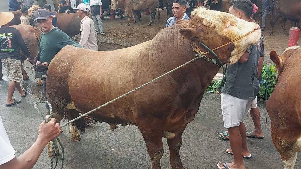 Sapi Jnp SEPI SAPI JUMBO SEPI ️SAPI SUPER NEGO ALOT VS JURAGAN - YouTube