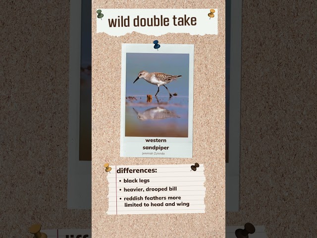 Watch Wild Double Take: Least and Western Sandpipers on YouTube.