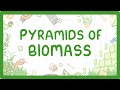 Pyramids Of Biomass In Food Chains