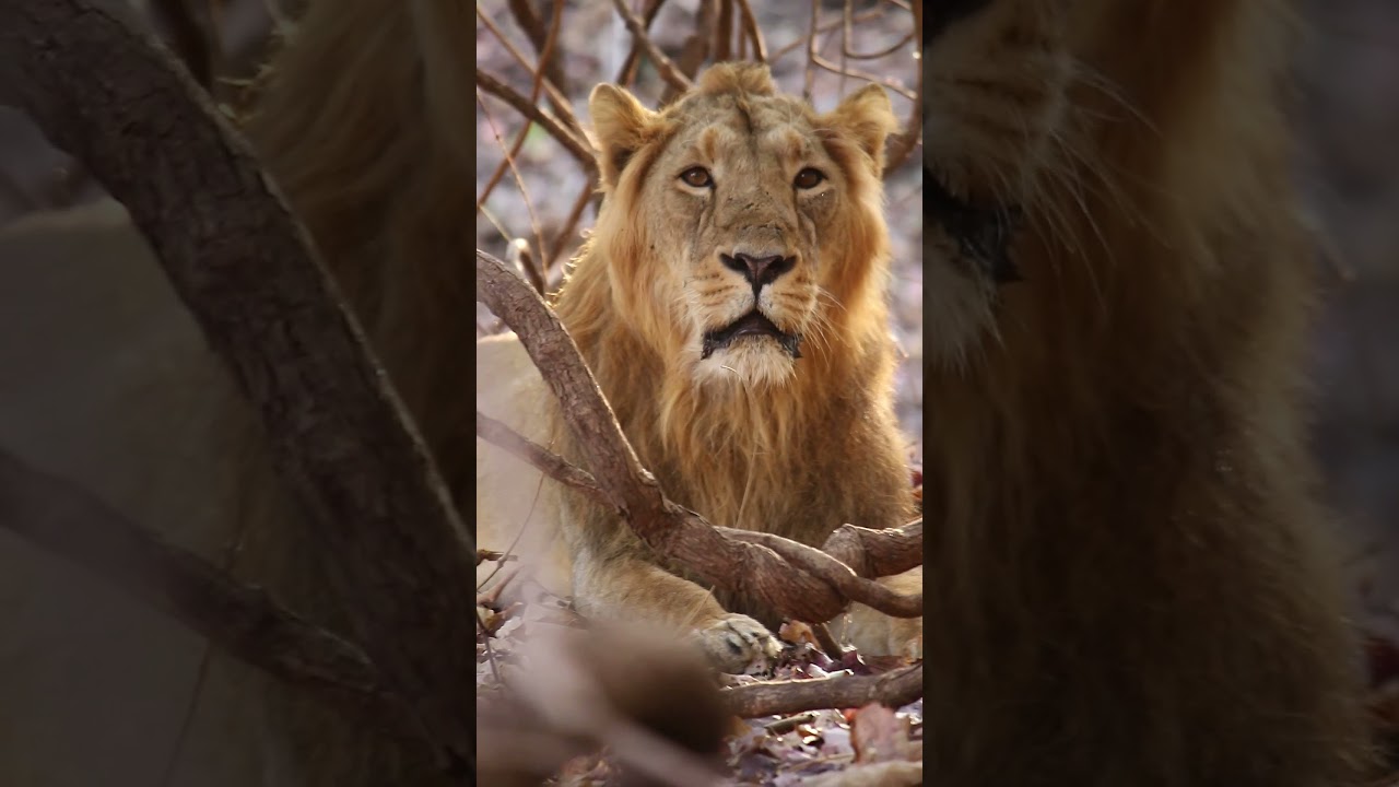 lion king  // Asiatic lion/Gir national park #wildofgir #asiaticlion #the #lionking #video
