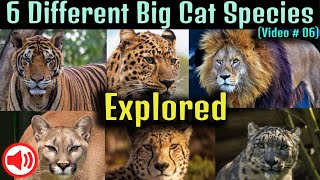 Big cats video 4k, 6 different Big cats species. #animals