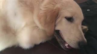 Tập cho Quýt leo và cái kết| Quyt Andi