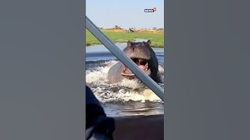 Hippopotamus Following Boat Video | Hippo Video | Hippo Chases Boat | #viralvideo #viral