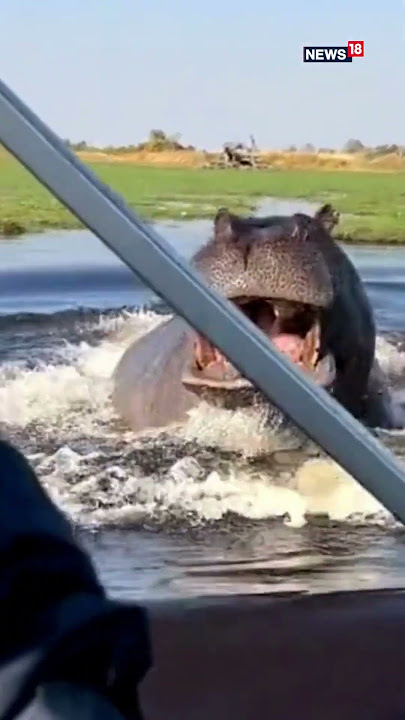 Hippopotamus Following Boat Video | Hippo Video | Hippo Chases Boat | #viralvideo #viral