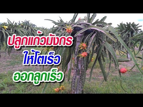 วิธีการปลูกแก้วมังกรให้โตเร็วออกลูกเร็ว!