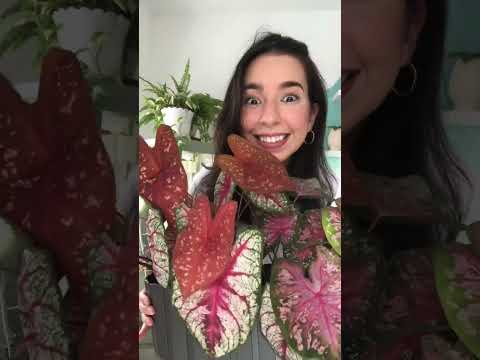 Vídeo: Caladium Houseplant Care: com cuidar Caladium a l'interior