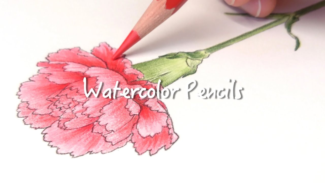 水彩色鉛筆 カーネーションの描き方 How To Draw A Carnation Flower Watercolor Pencils Youtube