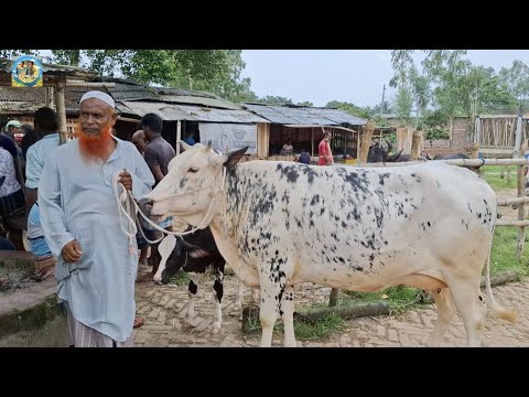 @ আজ ১৭/৭/২০২৬|| আমবাড়ী হাটে উন্নত জাতের দুধের গাভী বাছুর সহ দাম||
