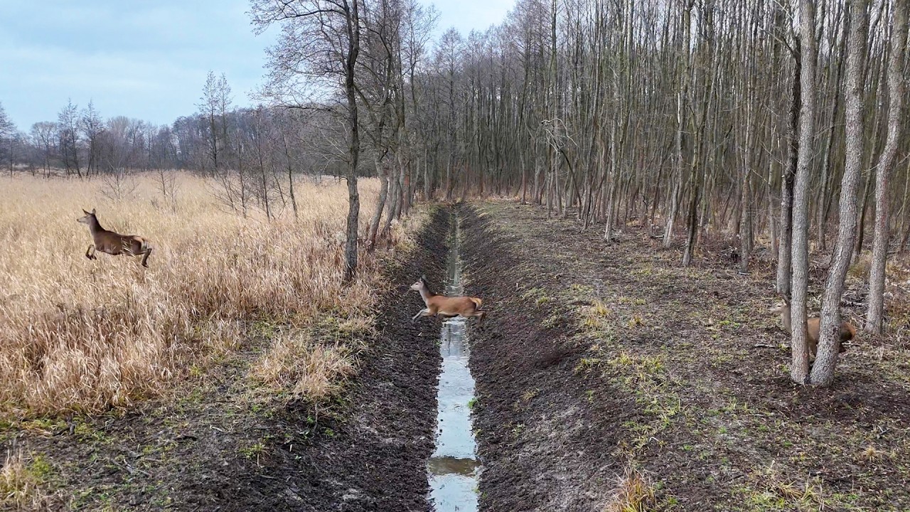 Renaturyzacja przez meliorację?! Patologiczne działania w projekcie LIFE nad Nidą