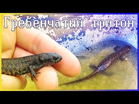 В МОЕМ ПРУДУ ПОСЕЛИЛСЯ ГРЕБЕНЧАТЫЙ ТРИТОН | ВЕСНА 2021 | ТРАКТИР "ГЛАЗ ЖАБЫ"