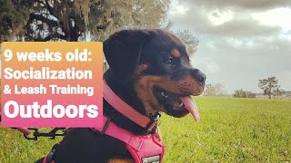 9 week old rottweiler puppy socialization