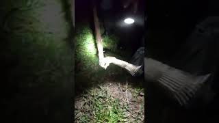 encontramos um tamandua na pescaria de traíra e rã