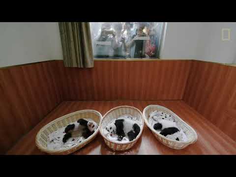 Raising Cute Pandas: It's Complicated | National Geographic "NatGeo"