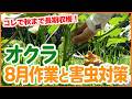 【オクラ栽培】収穫を長く楽しむ!お世話と害虫対策【シェア畑】【農園ライフ】