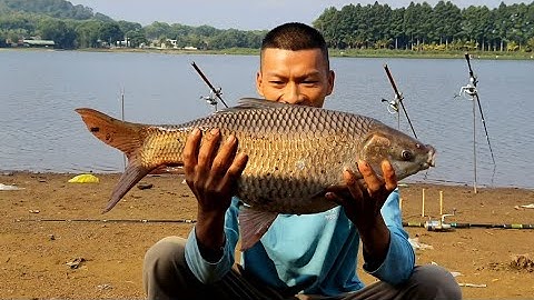 🎣Câu Lăng xê | Câu Cá Trôi Bằng Cám Minh Fishing Lên Toàn Cá Trôi Khủng,Fishing | Minh Fishing