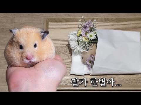 반짝이던 작은별 한별이가 해씨별로 떠났습니다