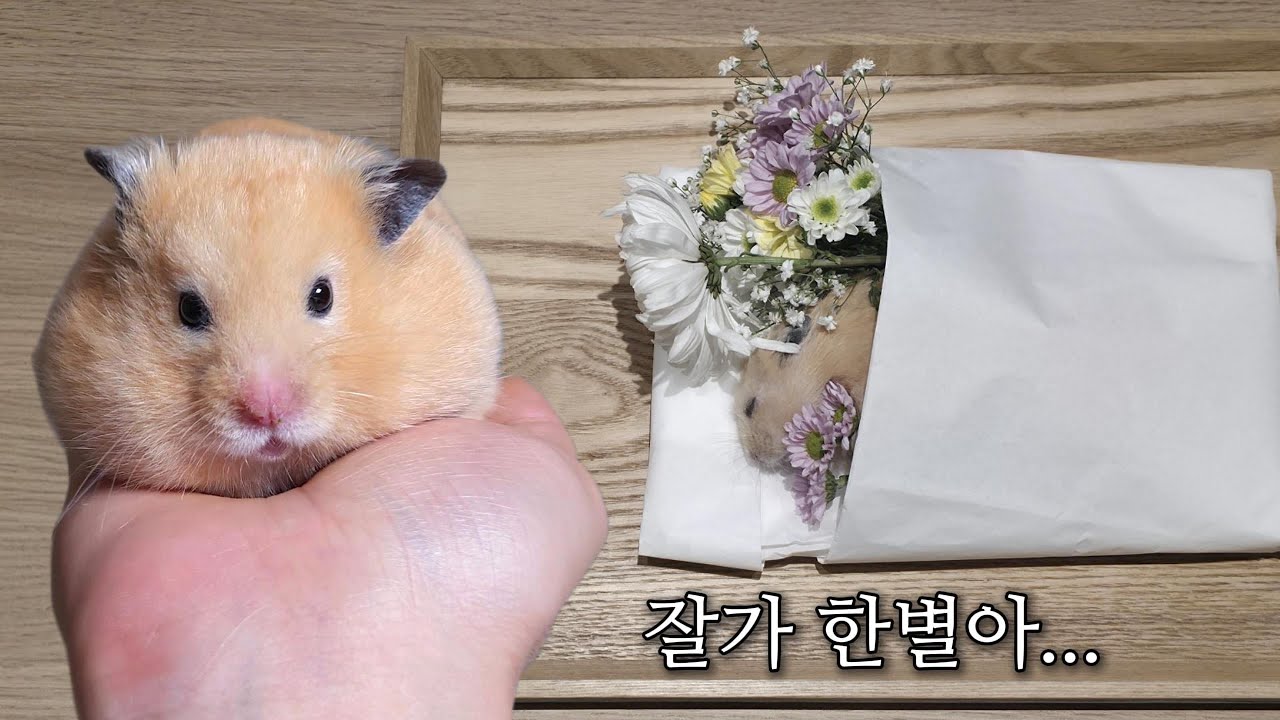 반짝이던 작은별 한별이가 해씨별로 떠났습니다