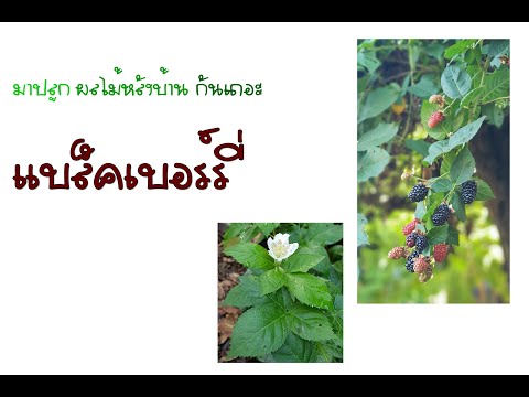 วีดีโอ: Blackberries สำหรับสวนโซน 4 - เคล็ดลับในการปลูกแบล็กเบอร์รี่ในโซน 4