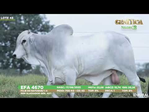 LOTE 45