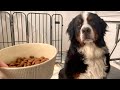 老犬バーニーズが70歳でお座りを覚えました