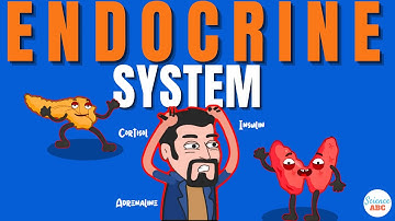 Endocrine System: How Hormones Work?