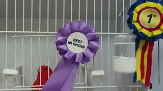 Champion birds at the national exhibition of Romania