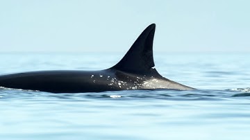 How to Save Our High Seas