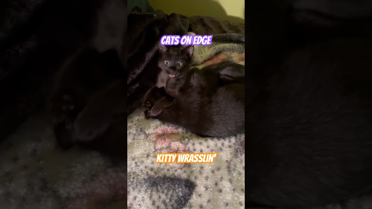 Kitten Wrestling | Siggy vs Sally