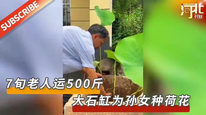 75岁爷爷运500斤大石缸为孙女种荷花。孙女自己随口一句想种荷花，爷爷就放在了心里，这种被重视的感觉很幸福。来源@搜狐千里眼 |【民生新闻】#祖孙 #荷花 #暖心 #幸福 - 天天要闻