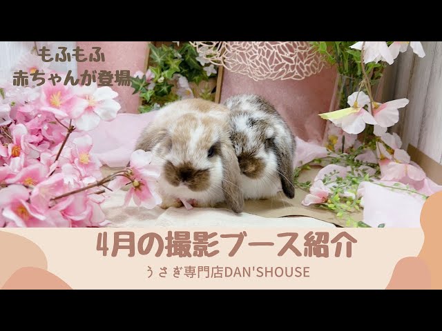 葉　祥明　「ウサギ」 葉祥明ネットショップ - YOH SHOMEI NETSHOP