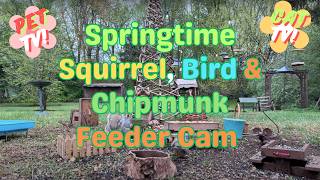 Springtime Squirrel, Bird & Chipmunk Feeder Cam CAT TV Week 4