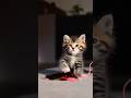 Tiny Cat, Big Drama! #cat #funnycats #cute #shortvideo #funny #trending #cutecat