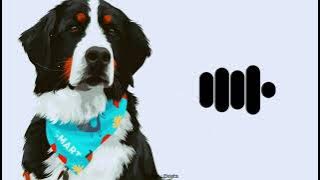 Who let the dogs out - Ringtone (Download Link👇) Sunday Beats