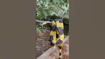 Rắn mái gầm (mai gầm) - rắn cực độc #shortvideo #thưgiãn