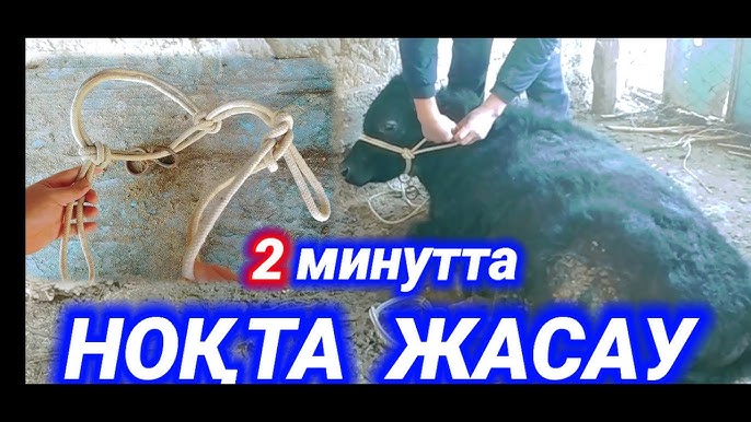 Arqon bilan boglangan kokraklar