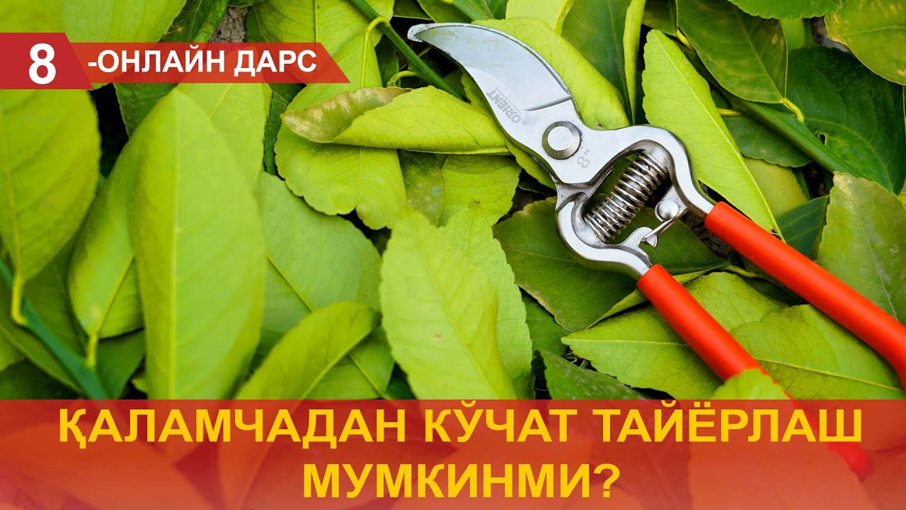 Қаламчадан кўчат тайёрлаш мумкинми?