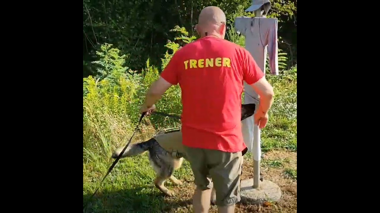 SNIFFER DOG TRAINING EDD YouTube