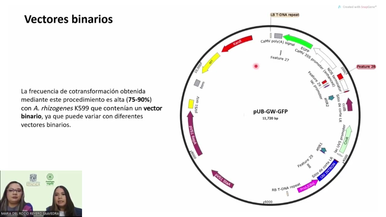 Comentario de experto Rraíces pilosas