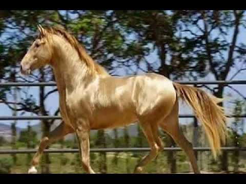 Video: American Walking Pony Horse Breed Ipoallergenico, Salute E Durata Della Vita