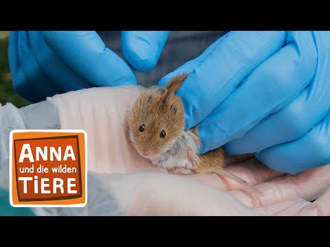 Video: Wie man eine kranke Maus entdeckt